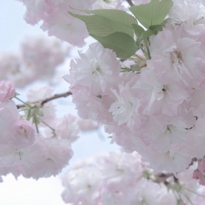 兽设可爱风格设计福瑞群